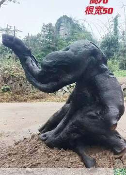 金弹子生桩金弹子实物图片