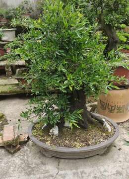 金弹子盆景金弹子山水