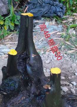 金弹子熟桩树瘤金弹子网上安全购买