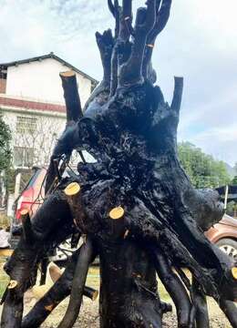 金弹子熟桩树种园子风金弹子