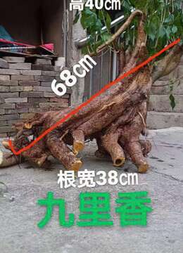 金弹子熟桩金弹子花园