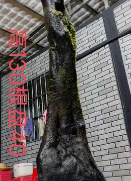 漂亮熟桩金弹子，下山桩，金弹子母桩，有喜欢赶紧下单