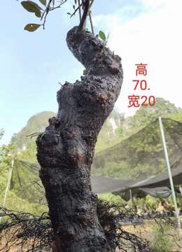 漂亮熟桩金弹子，有喜欢赶紧下单