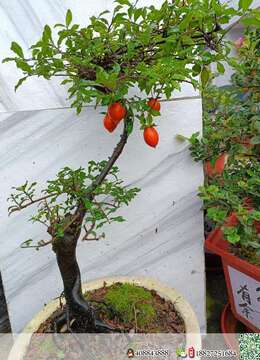 金弹子盆景金弹子山水