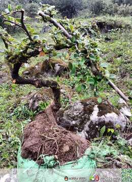 出土荀子喜欢速度