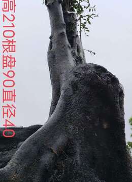 漂亮大母桩金弹子。别墅庭院首选，大熟桩，