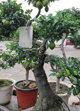 老鸦柿盆景落叶后怎么浇水