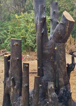 漂亮大丛林金弹子。八方根盘。有喜欢赶紧下单