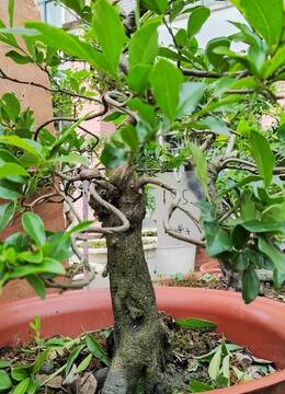 矮霸老桩156号贵州金弹子树桩盆景枝条多挂果品种金弹子