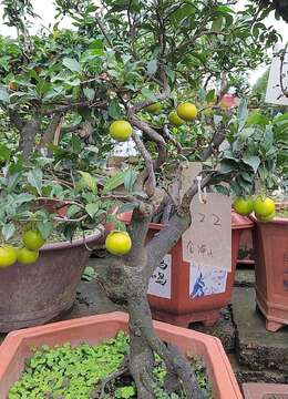 金弹子你值得拥有！