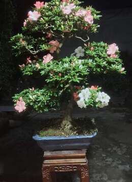 金弹子树桩盆景特价金弹子基地