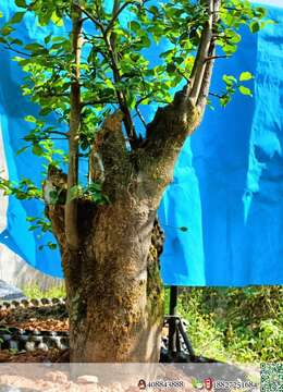 金弹子熟桩喜欢的老板联系