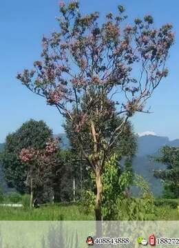 米经19公分，分枝2.3，总高度约6米