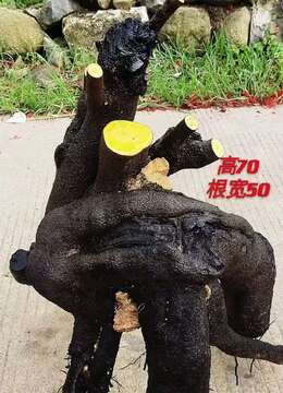 金弹子老桩金弹子树瘿