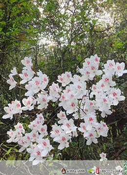 非常难得的漂亮映山白大老桩，主桩直径约40，整高约75，四面盘根，带大土球，有缘人速度来