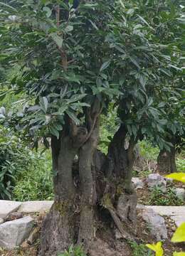 金弹子树桩盆景↙自然金弹子地景∨