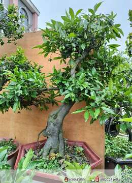 挂果金弹子山水金弹子实物照片