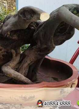 金弹子树桩盆景金弹子浙派