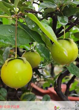 老鸦柿盆景是什么？有哪些特点？老鸦柿如何扦插繁殖养护