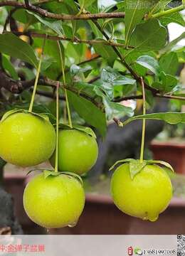 养一盆金弹子，这么照顾，3、4年长成老桩，越来越值钱