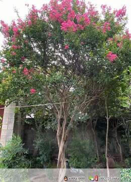 金弹子树桩盆景金弹子买卖价格