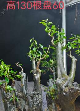 漂亮大桩，几年大熟桩金弹子，嫁接血红果，有喜欢赶紧下单，