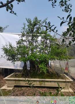 树桩盆景辣椒血红