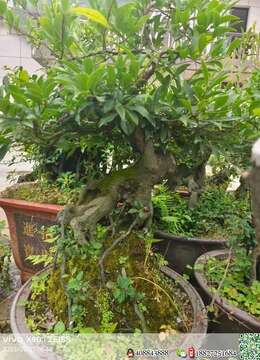 金弹子下山桩2018年金弹子批发