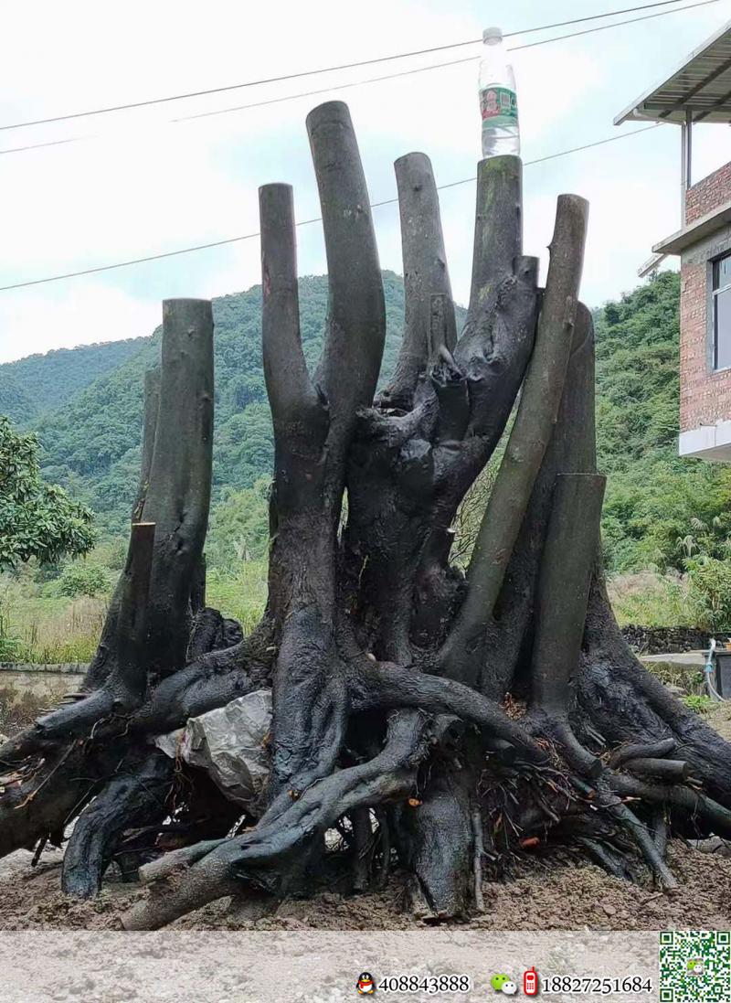 熟桩假山枞林看上的来聊