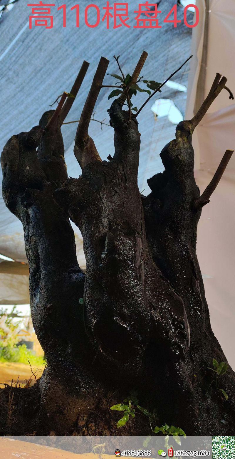 漂亮熟桩金弹子,原生大母桩。几年熟桩金弹子,有喜欢赶紧下单