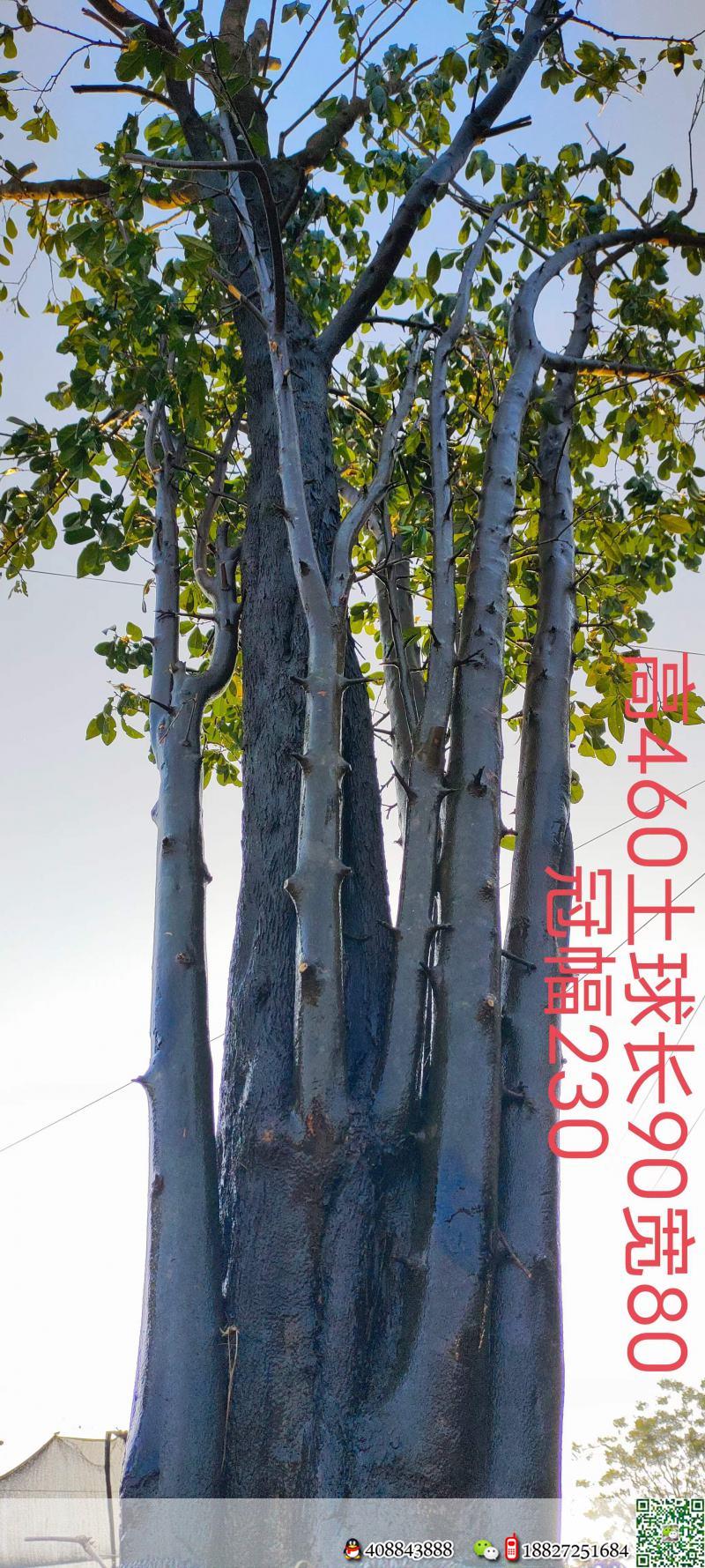 4颗。吨位级全冠大熟桩。原生大母桩金弹子,一起打包价格美丽,转车发货。