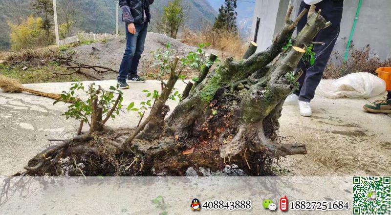 金弹子树桩盆景金弹子悬崖