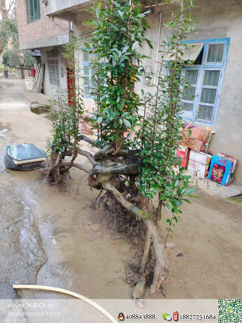 一棵漂亮金弹子熟桩