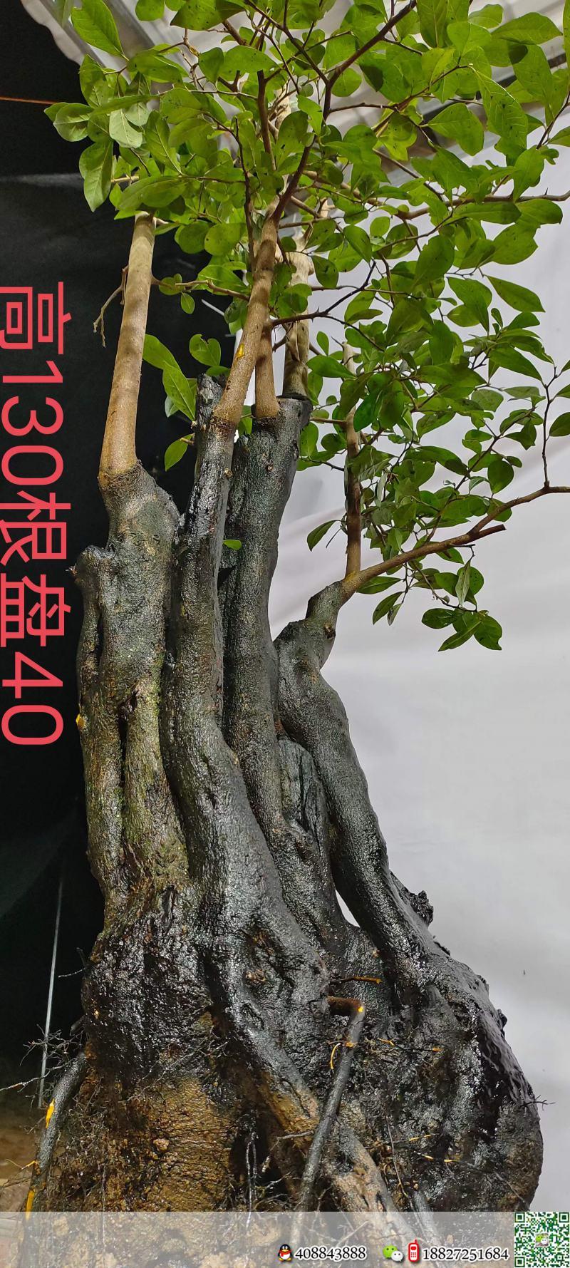 漂亮熟桩金弹子,大母桩,有喜欢赶紧下单,一起打包价格美丽