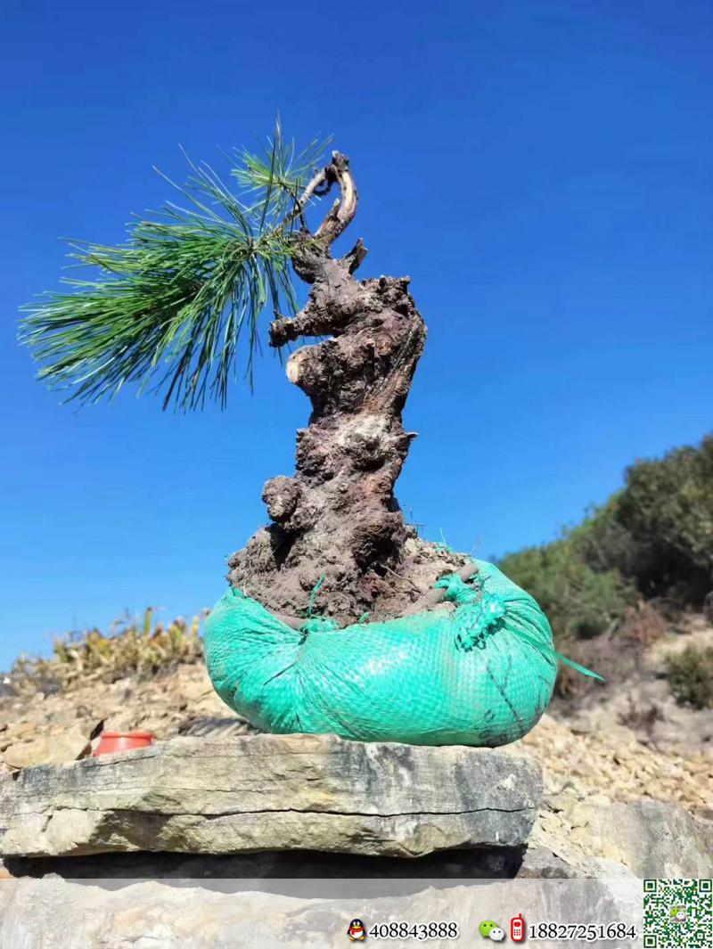 出土漂亮山松喜欢速度