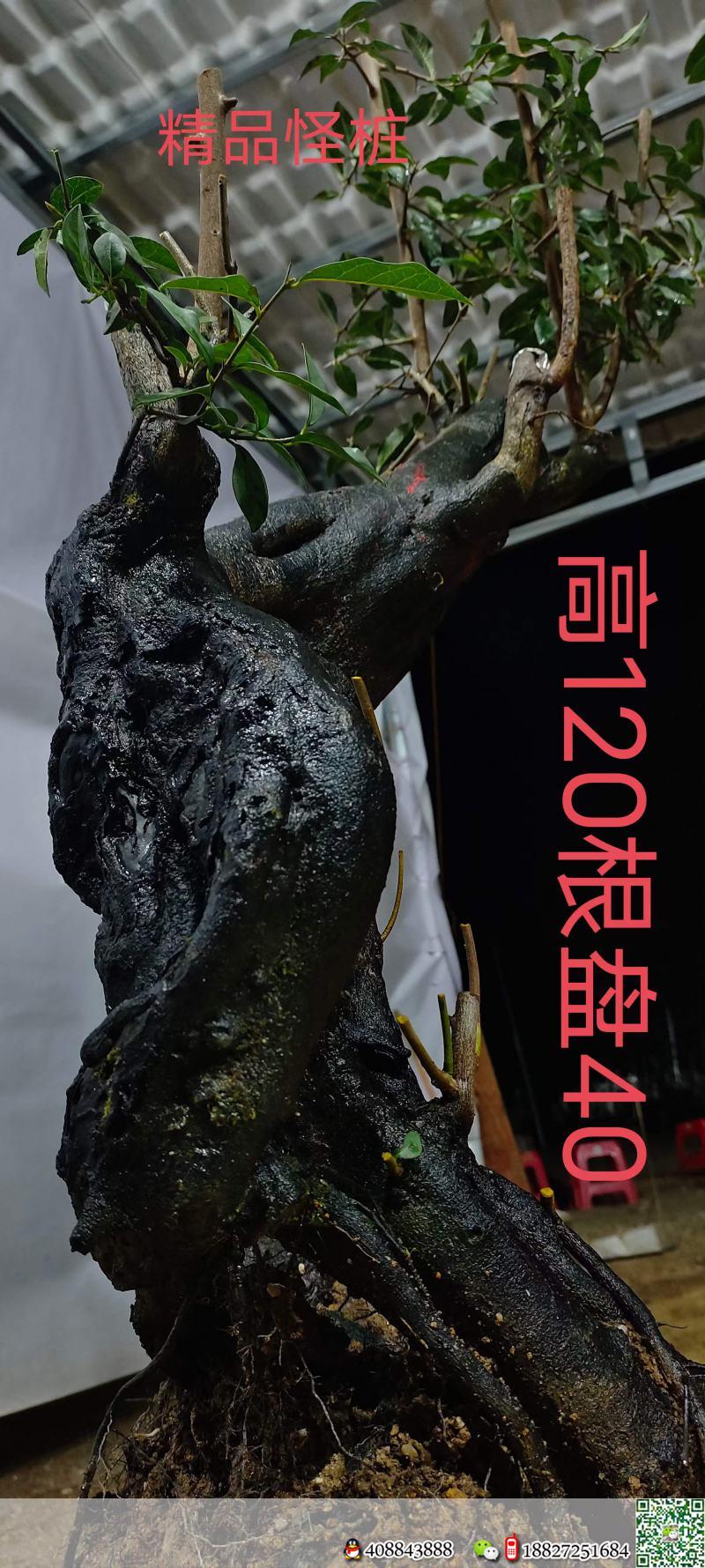 漂亮熟桩金弹子,有喜欢赶紧下单。