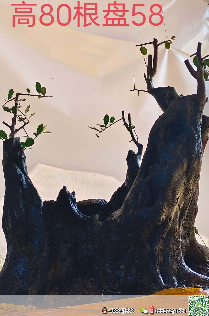 漂亮熟桩金弹子,原生大母桩。几年熟桩金弹子,有喜欢赶紧下单