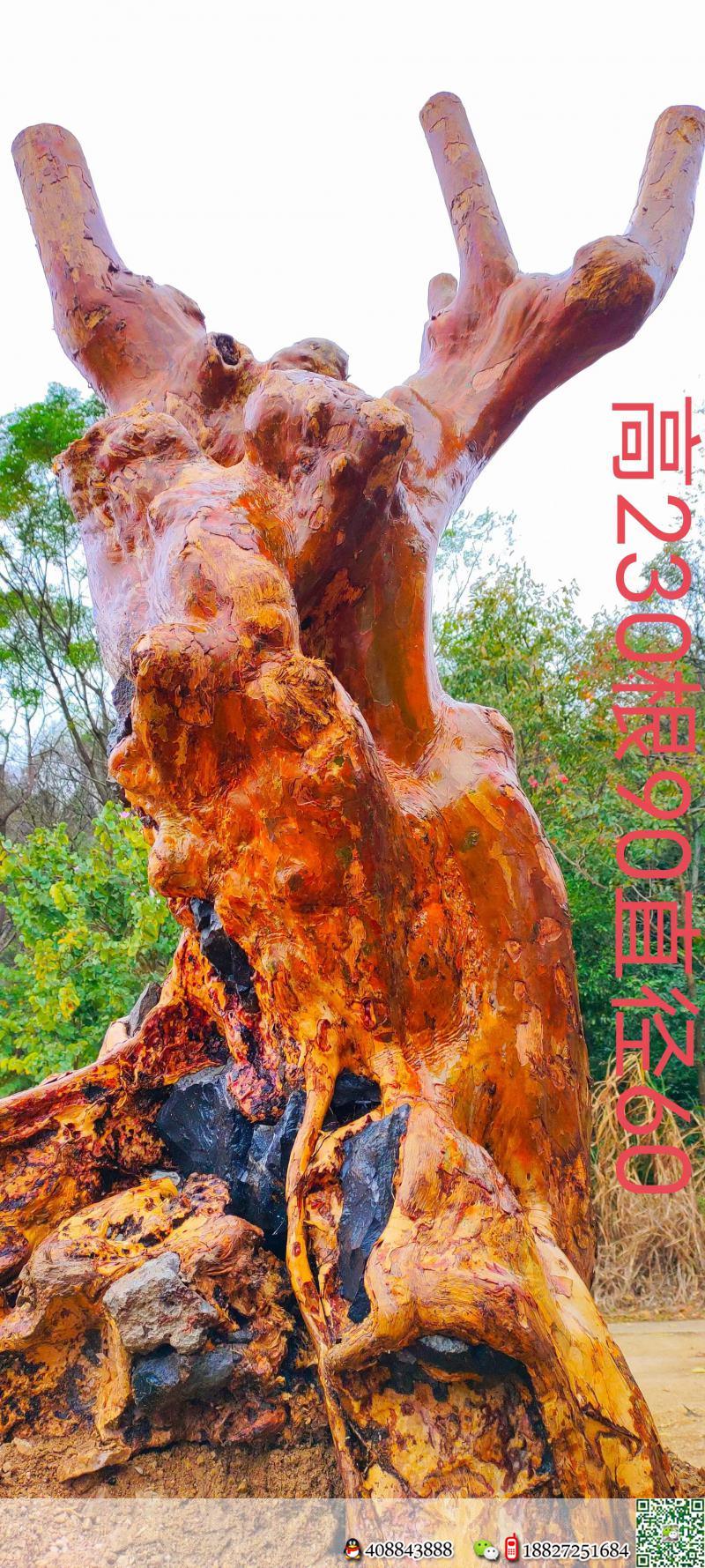 漂亮大红花紫薇。霸气十足,别墅庭院首选。有喜欢赶紧下单