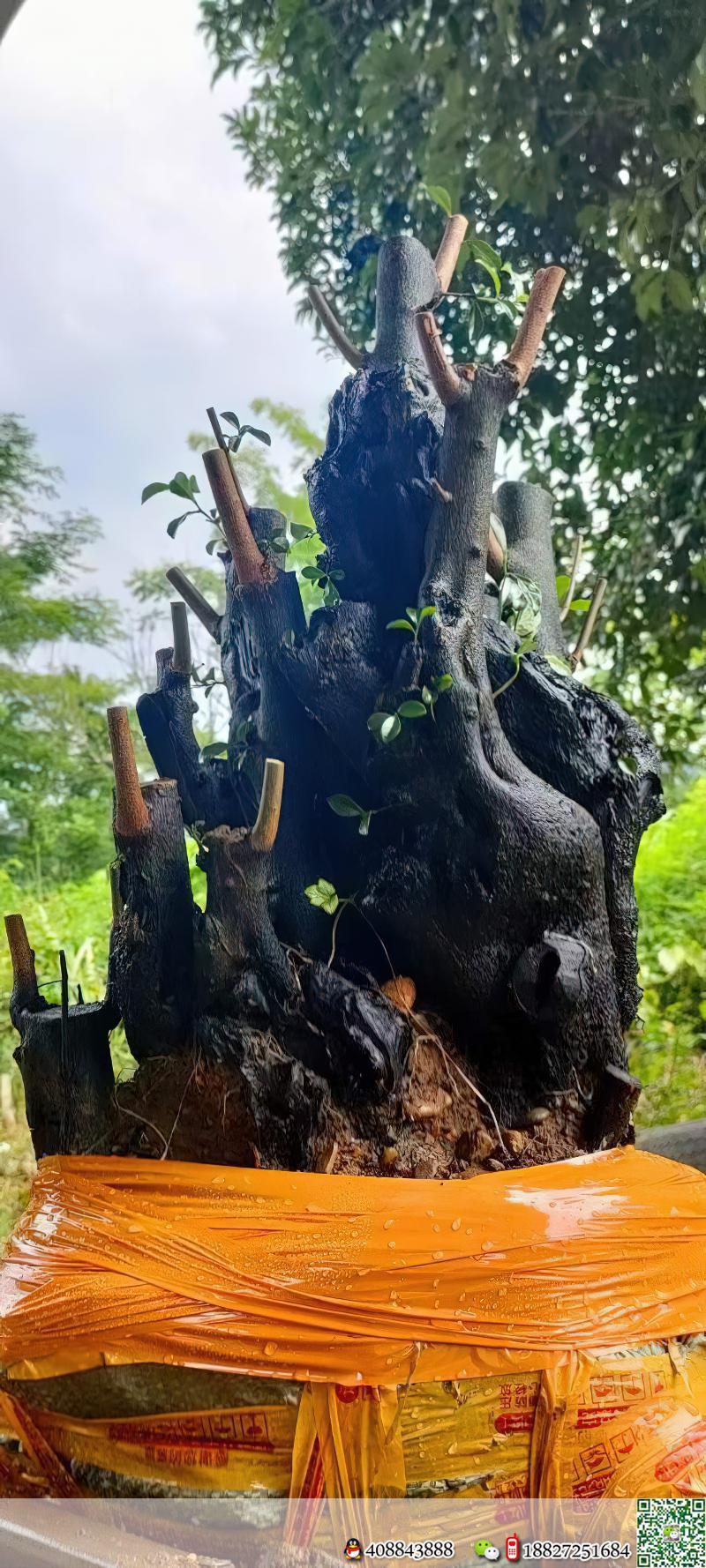 金弹子树桩盆景金弹子批发价格