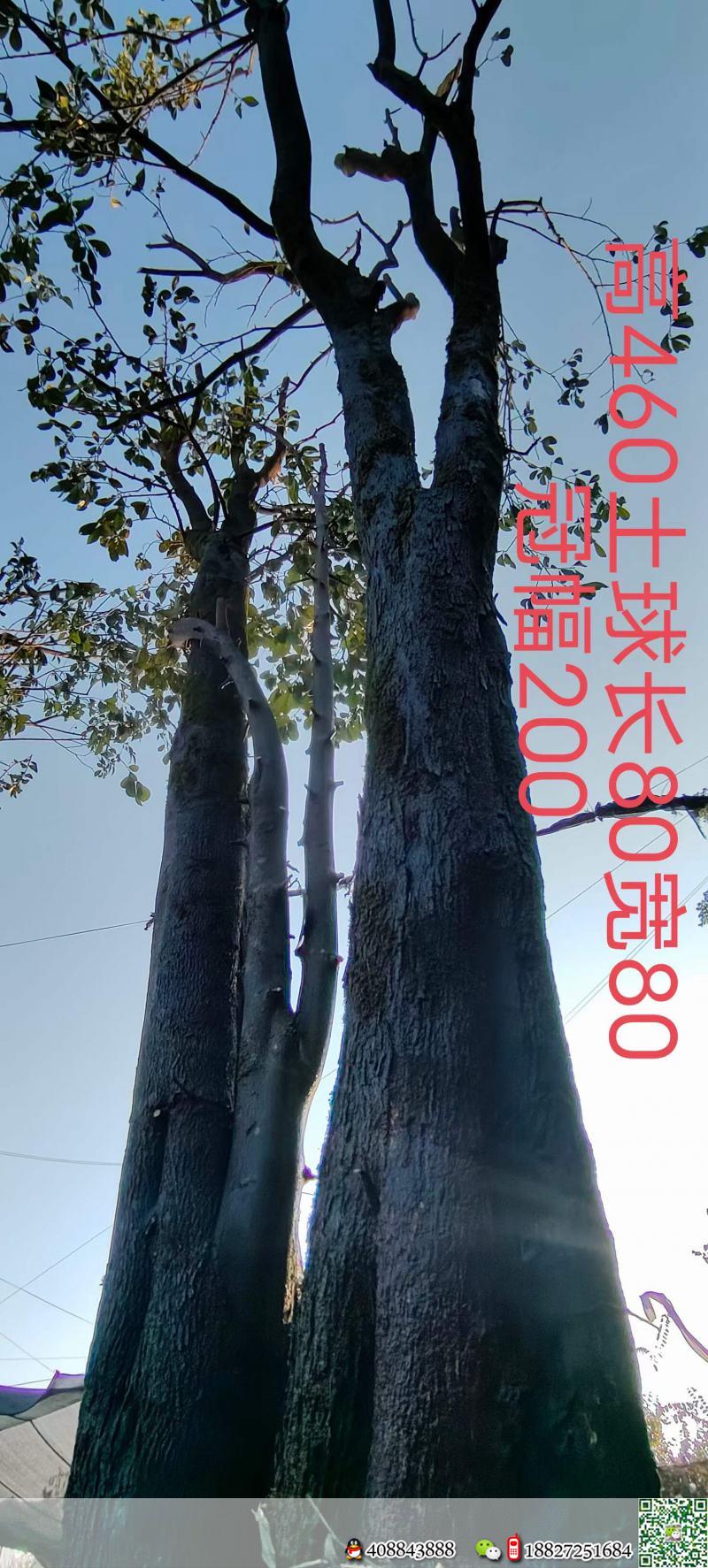 4颗。吨位级全冠大熟桩。原生大母桩金弹子,一起打包价格美丽,转车发货。