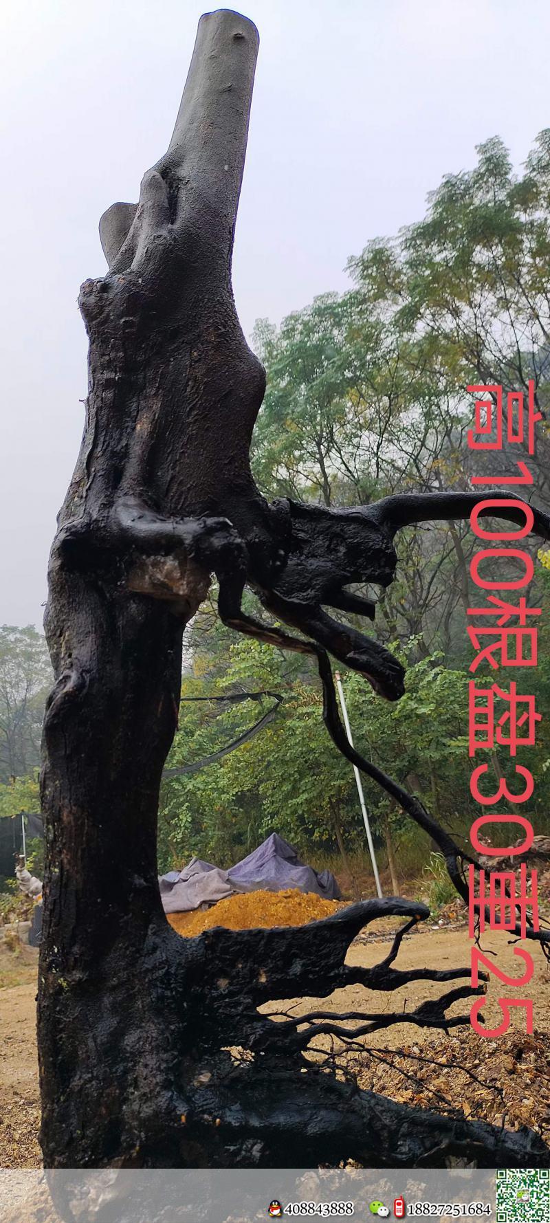 刚刚下山新鲜。母桩金弹子,有一起打包价格美丽,