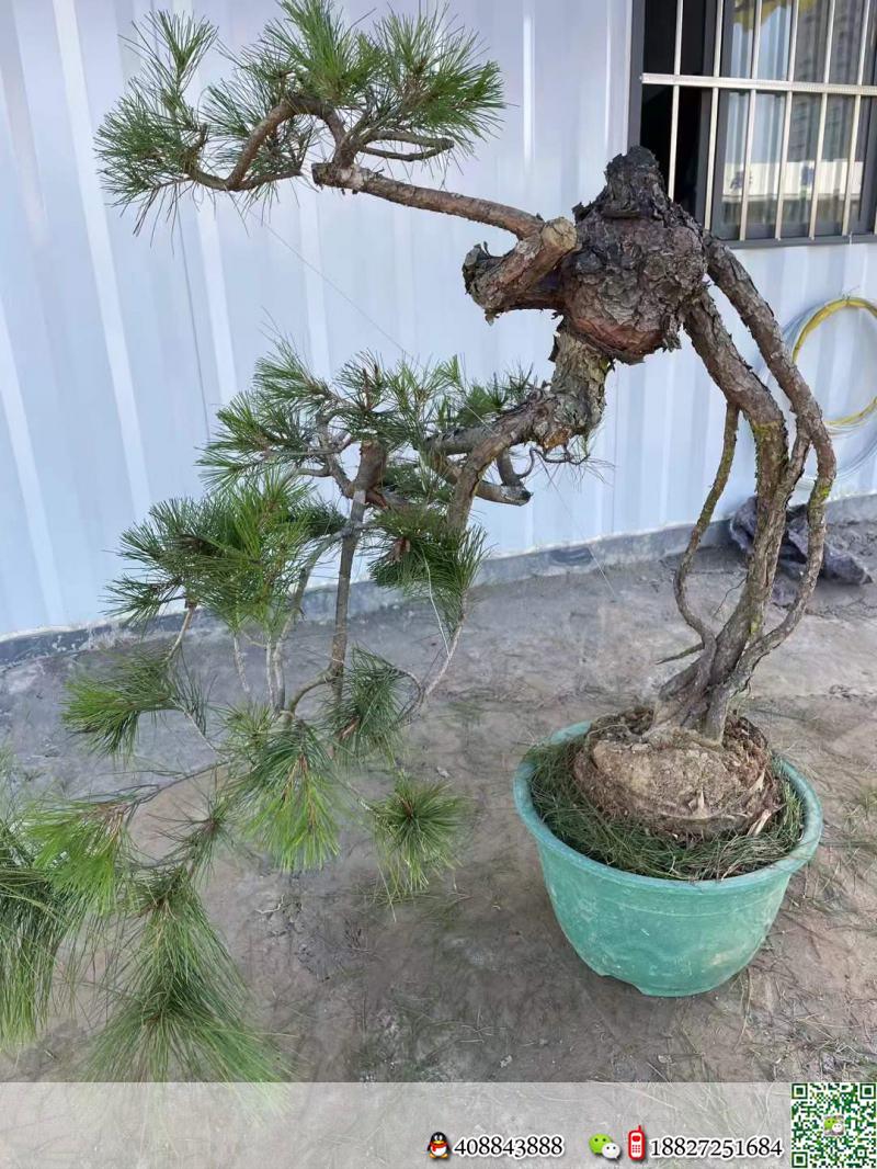 金弹子网金弹子自然