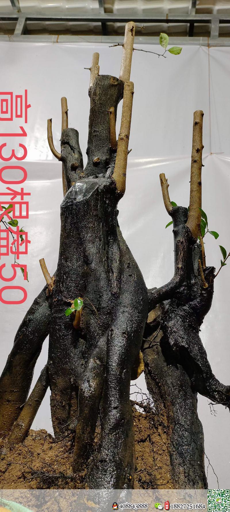 漂亮熟桩金弹子,大母桩,有喜欢赶紧下单,一起打包价格美丽