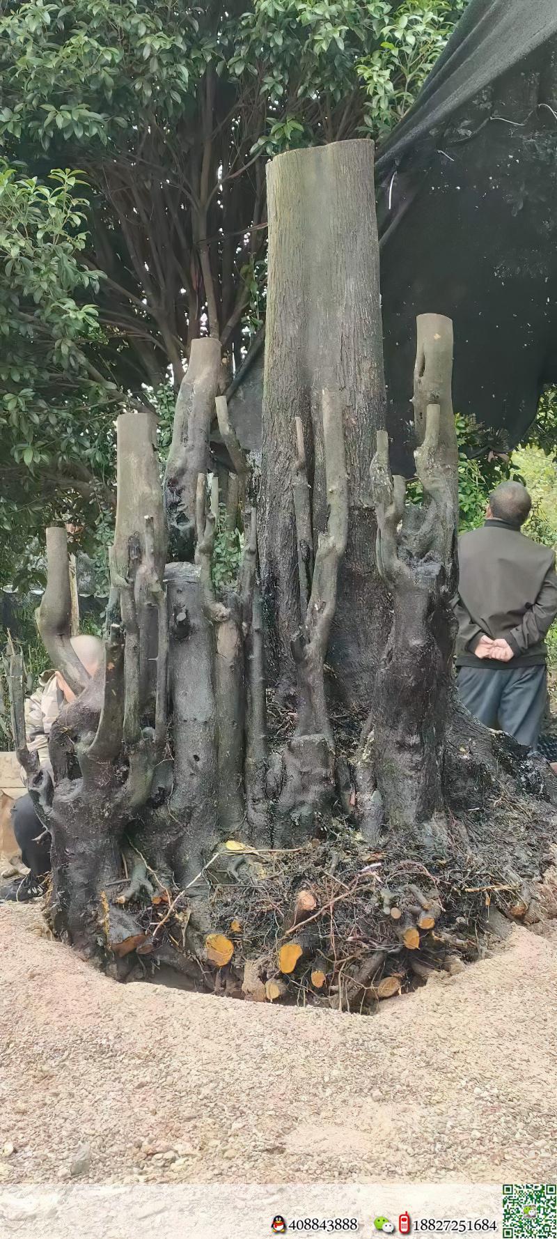 金弹子树桩盆景金弹子批发价格
