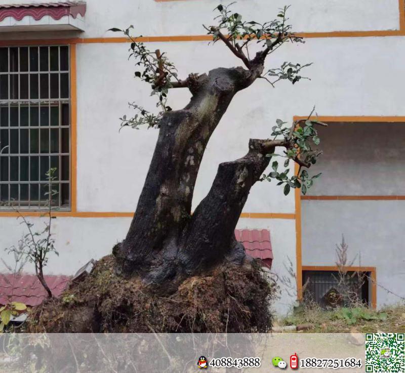 金弹子,原生母桩,黄果,基粗40,高102