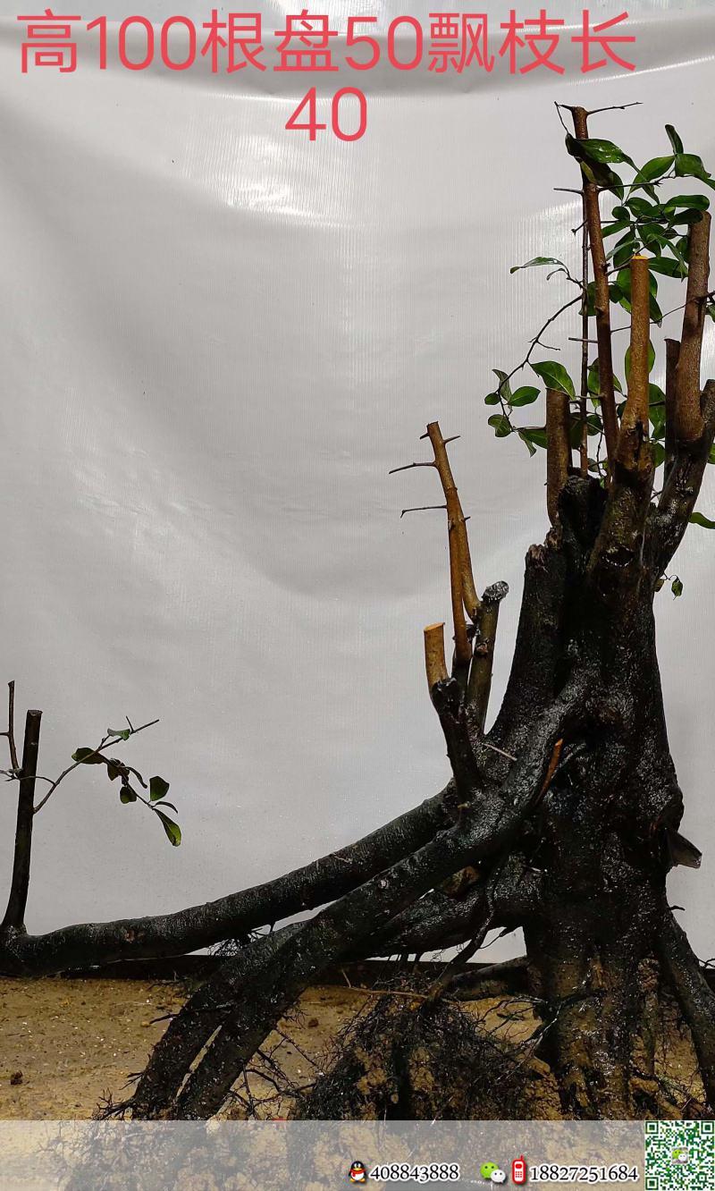 漂亮熟桩金弹子,大母桩,有喜欢赶紧下单,一起打包价格美丽