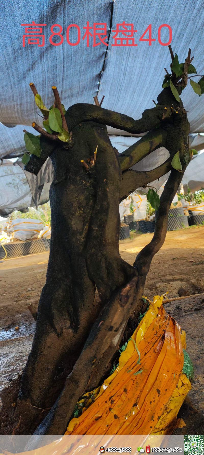 漂亮熟桩金弹子,原生大母桩。几年熟桩金弹子,有喜欢赶紧下单