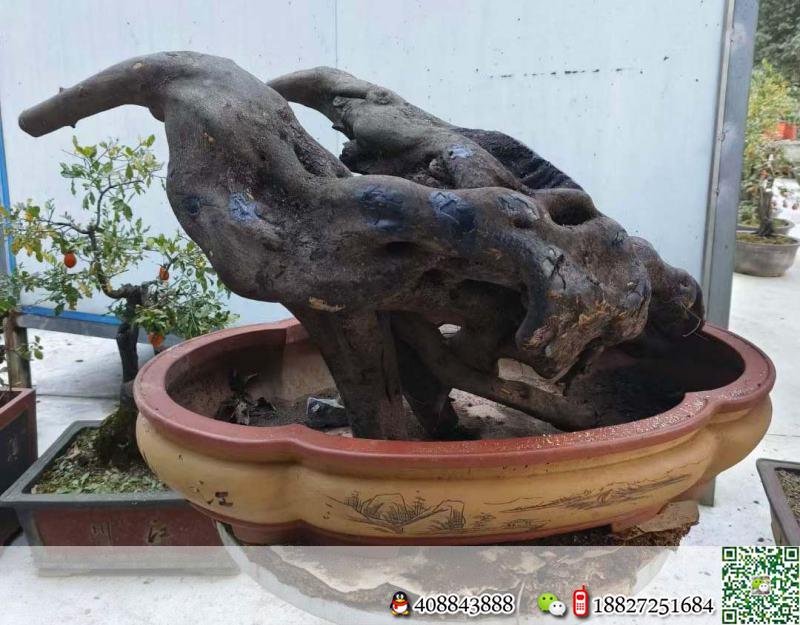 金弹子树桩盆景金弹子浙派