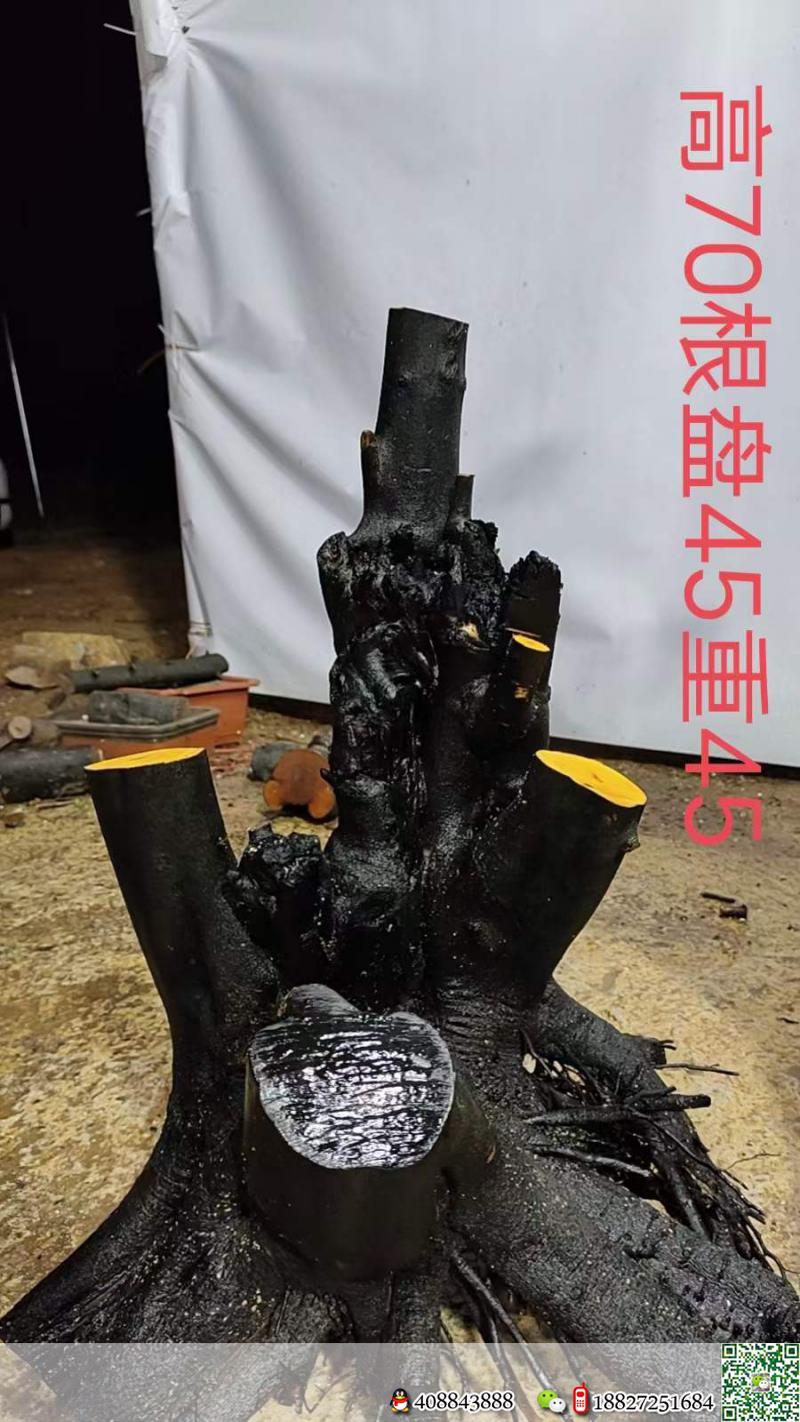 漂亮母桩金弹子,一起打包价格美丽。