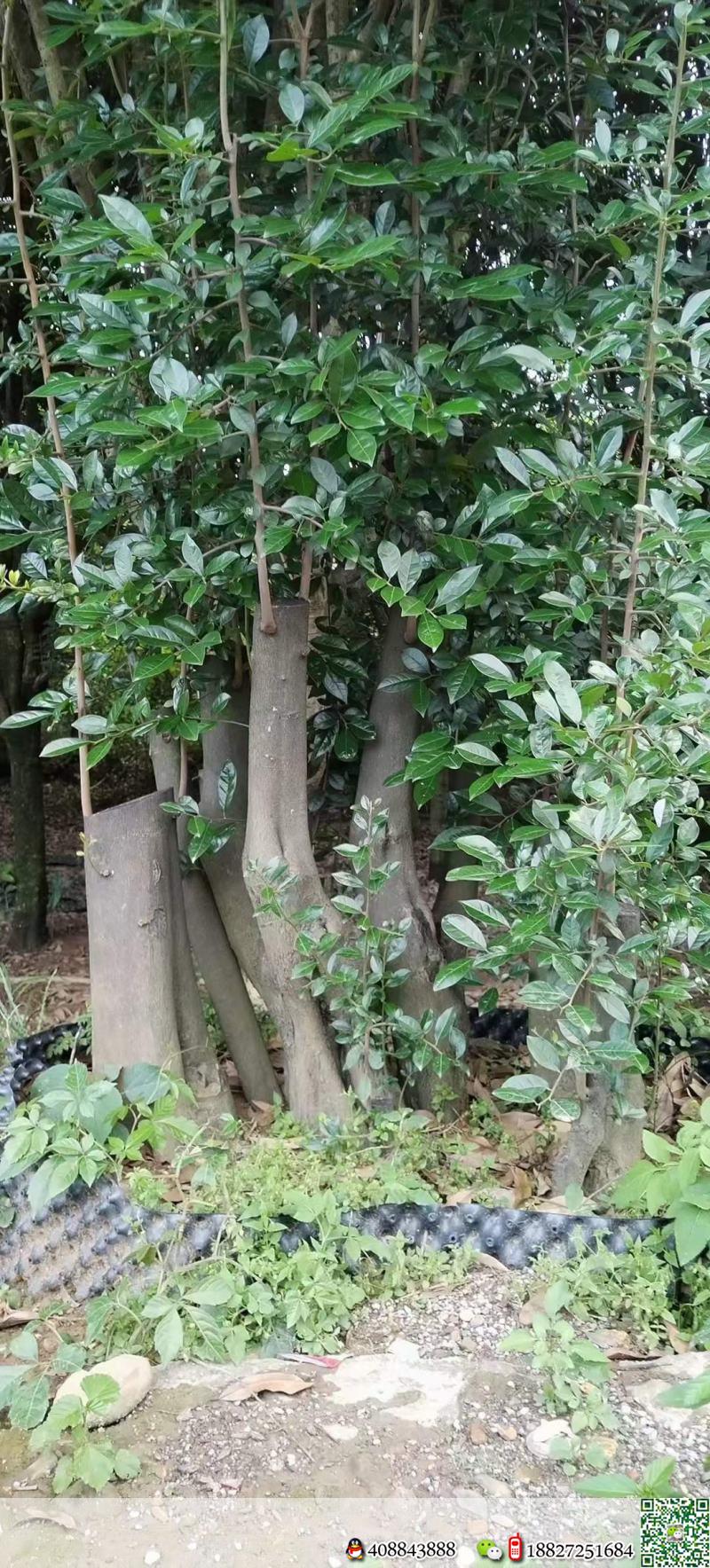 熟桩假山枞林看上的来聊